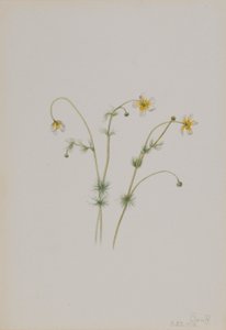 Wasser-Hahnenfuß (Batrachium trichophyllum) von Mary Vaux Walcott