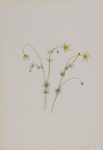 Wasserhahnenfuß Batrachium trichophyllum von Mary Vaux Walcott