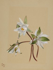 Seerosen (Castalia odorata) von Mary Vaux Walcott