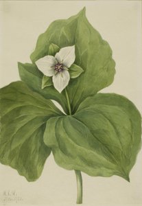 Wachstrillium Trillium album, 1921 von Mary Vaux Walcott
