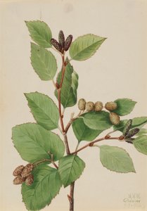 Westliche Grüne Erle Alnus sinuata von Mary Vaux Walcott