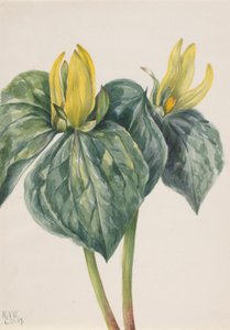 Peitschenwindenblume (Trillium hugeri) von Mary Vaux Walcott