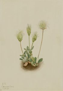Weiße Dryade (Dryas octopetala)