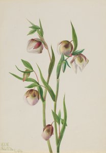 Weißer Feenlaterne (Calochortus albus) von Mary Vaux Walcott
