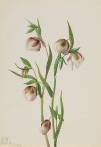 Weißer Feenlaterne Calochortus albus, 1933 von Mary Vaux Walcott