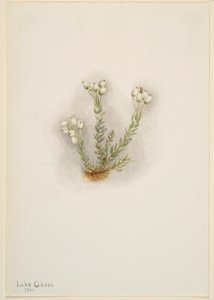 Weiße Heide (Phyllodoce grandiflora) von Mary Vaux Walcott