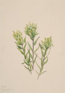 Weiße Indianer-Pinselblume Castilleja occidentalis von Mary Vaux Walcott
