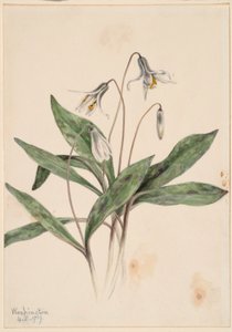 Weiße Forellenlilie (Erythronium albidum) von Mary Vaux Walcott