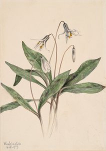 Weiße Forellenlilie Erythronium albidum, 1919 von Mary Vaux Walcott