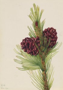 Weißrinden-Kiefer Pinus albicaulis, 1931 von Mary Vaux Walcott