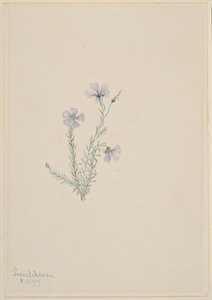 Wilder Flachs (Linum lewisii) von Mary Vaux Walcott