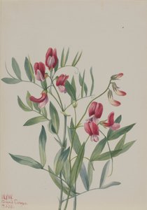 Wilde Erbse Lathyrus decaphyllus, 1938 von Mary Vaux Walcott