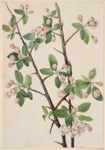 Wilde Süßkrabbe (Malus coronaria)