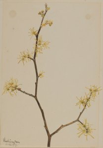 Zaubernuss (Hamamelis virginiana)