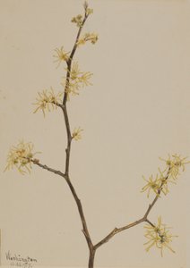 Zaubernuss Hamamelis virginiana, 1917