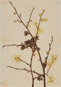 Zaubernuss (Hamamelis virginiana)