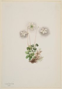 Waldnymphe (Moneses uniflora)