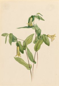 Wald-Merrybells (Uvularia perfoliata)