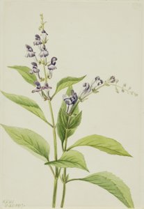 Holz-Helmkraut (Scutellaria serrata)
