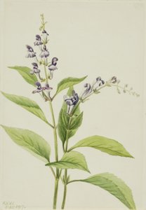 Holz-Schädelkappe Scutellaria serrata von Mary Vaux Walcott