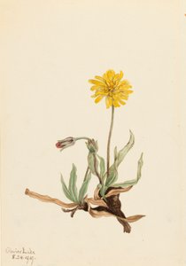 Wollige Agoseris Agoseris villosa, 1919