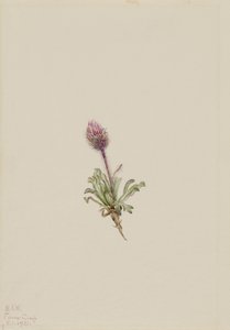 Wolliger Flohblume (Erigeron lanatus)