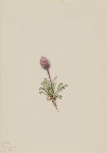 Wolliges Berufkraut Erigeron lanatus, 1921