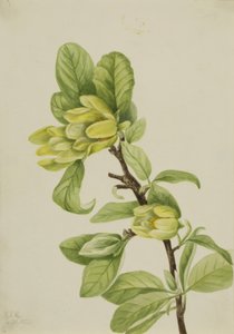 Gelber Gurkenbaum Magnolia cordata, 1922