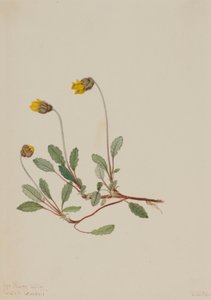Gelbe Dryade (Dryas drummondii)