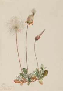 Gelbe Dryade (Frucht) (Dryas drummondii)