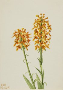 Gelbe Fransenorchidee (Habenaria ciliaris) von Mary Vaux Walcott