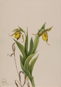 Gelber Frauenschuh Cypripedium parviflorum, 1920 von Mary Vaux Walcott