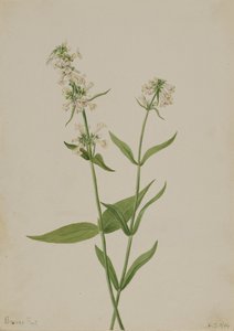 Gelber Bartfaden Pentstemon confertus, 1904