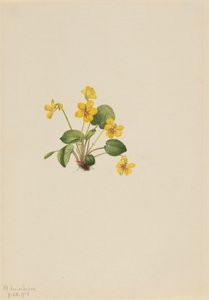 Gelbes Veilchen Viola orbiculata von Mary Vaux Walcott