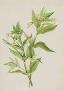 Gelbes Weidenröschen Epilobium lutem