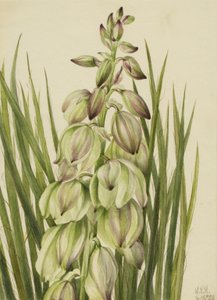 Yucca (Yucca baileyi), 1928