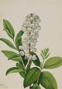 Zenobia Zenobia cassinifolia, 1927 von Mary Vaux Walcott