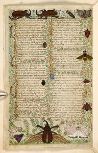 Add. 28841, f.4v: Motten und gehörnte Käfer, aus einem Traktat über die Tugenden und Laster und einer anonymen Prosageschichte Siziliens (Fragment), ca. 1330-40 von Master of the Cocharelli Codex
