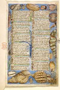 Add. 28841, f.5: Muscheln und Meereskreatur, aus einem Traktat über die Tugenden und Laster und einer anonymen Prosageschichte Siziliens (Fragment), ca. 1330-40