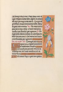 Stundenbuch der Königin Isabella die Katholische, Königin von Spanien: Fol. 239r, ca. 1500