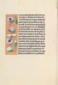 Stundenbuch der Königin Isabella der Katholischen, Königin von Spanien: Fol. 91v, um 1500 von Master of the First Prayerbook of Maximillian