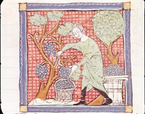 Fol.59r September: Die Ernte