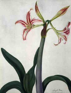Amaryllis Vitata