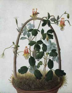 Tropaeolum Tuberosum