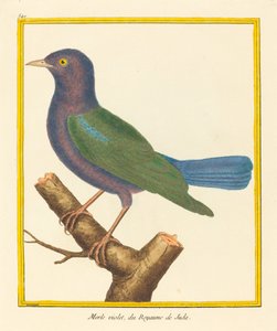 Merle Violet, aus dem Königreich Juda