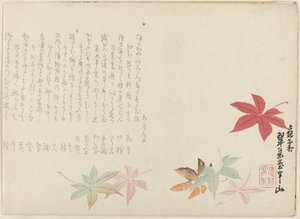 Japanischer Ahorn