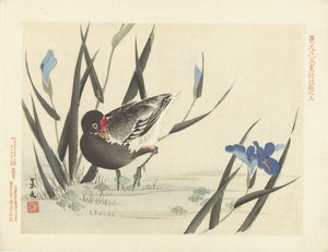 Blässhuhn zwischen blauen Schwertlilien