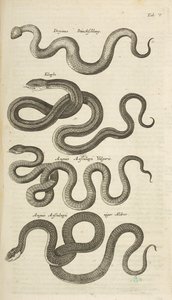 Tafel V, Schlangen, Illustration aus 