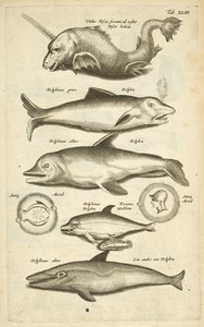 Tafel XLIII, Delfine, Illustration aus 