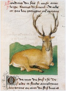 Le Livre des simples medecines - Übersetzung ins Französische aus dem lateinischen Manuskript des 12. Jahrhunderts von Matthaeus Platearius